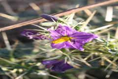 Solanum virginianum